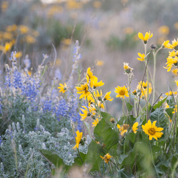 Where to see wildflowers in Sonoma County 2023