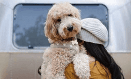 Dogs at AutoCamp