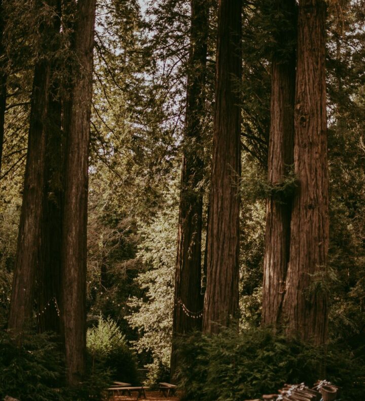 Hammocks Among the Redwoods
