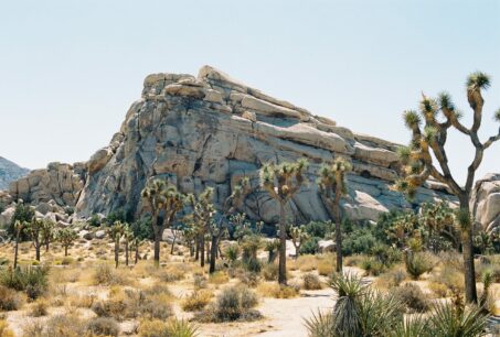 Joshua Tree