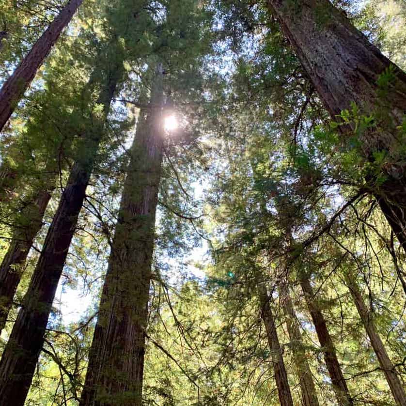 Armstrong Woods Sonoma Img 8314