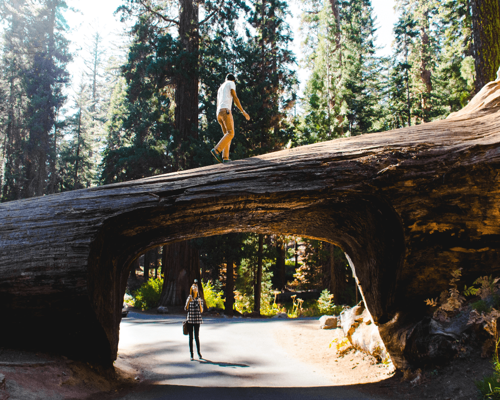 Four New Locations Sequoia 