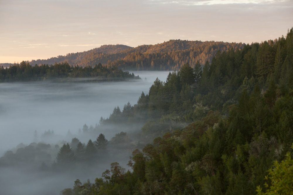Fog-Over-Mountains-and-Trees