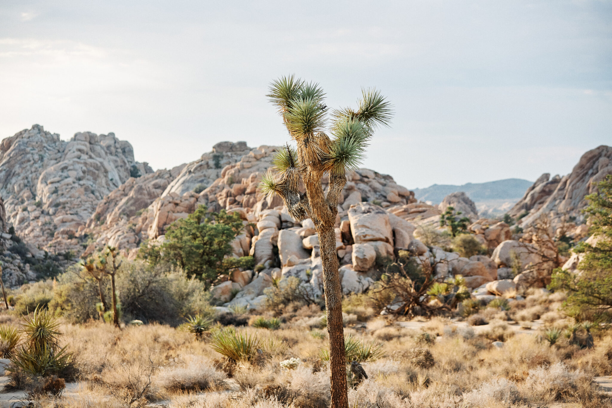 joshua tree landscape