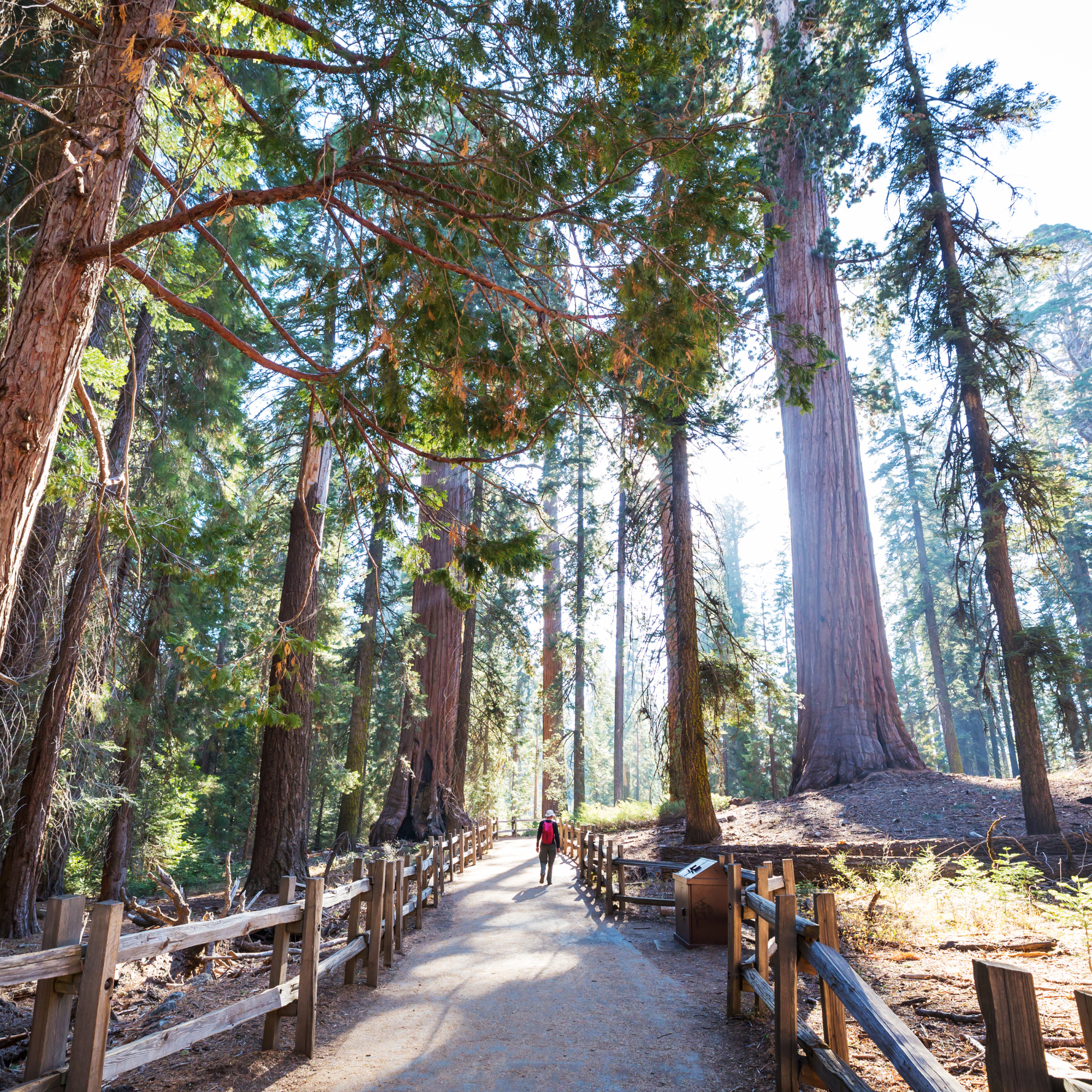 Sequoia National Park trail view