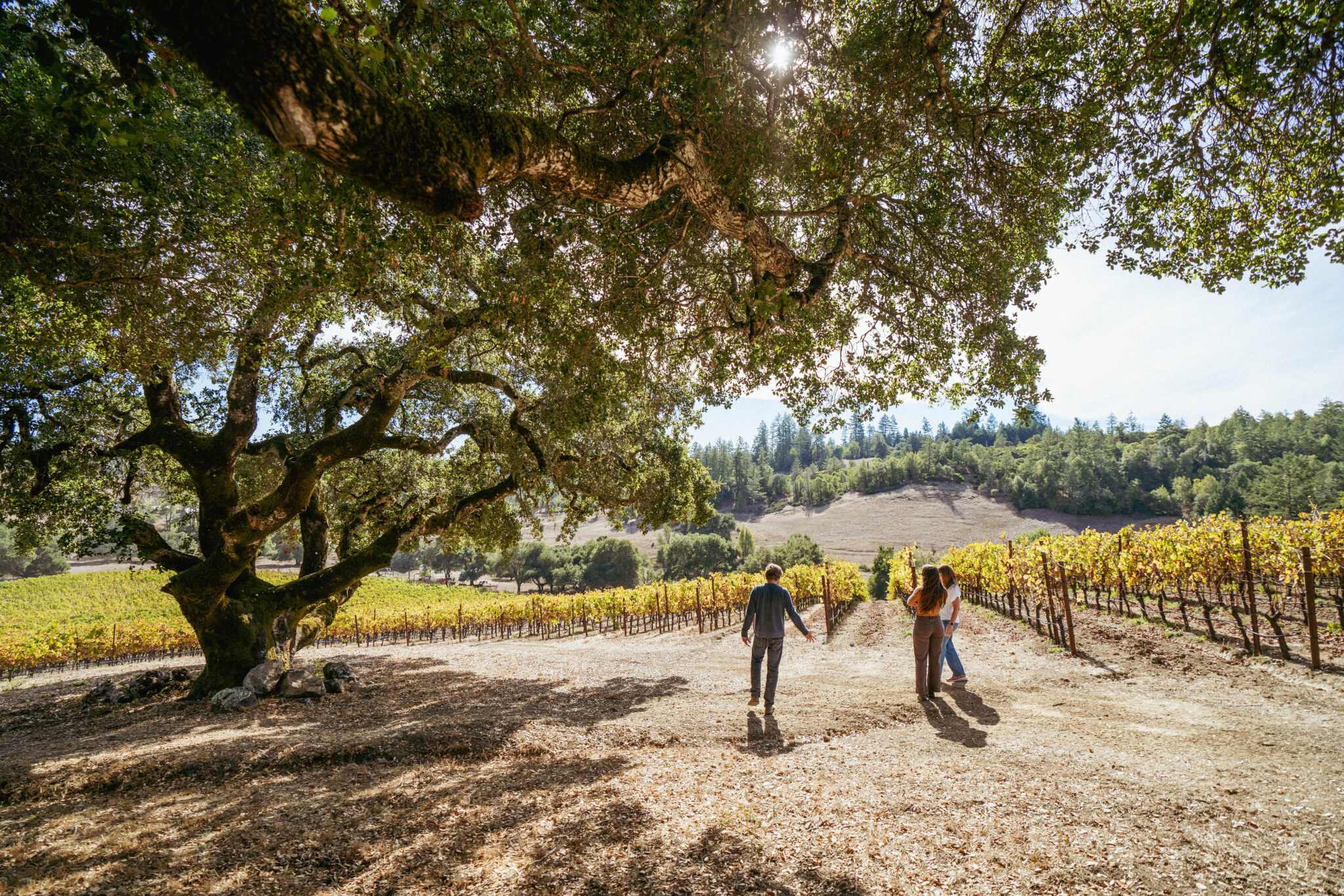 Landscape view of a Sonoma vineyard in the summertime