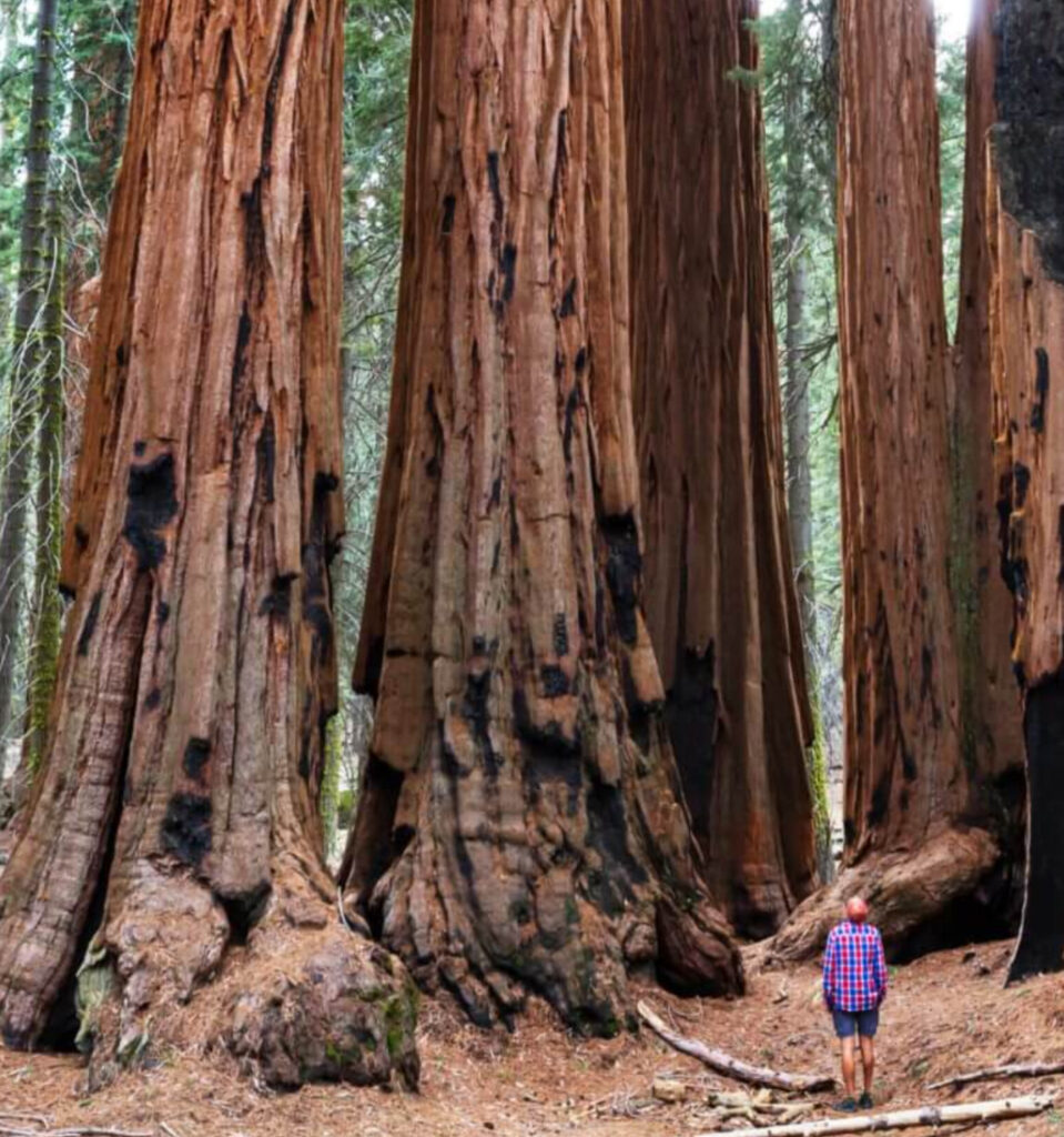 AutoCamp Sequoia