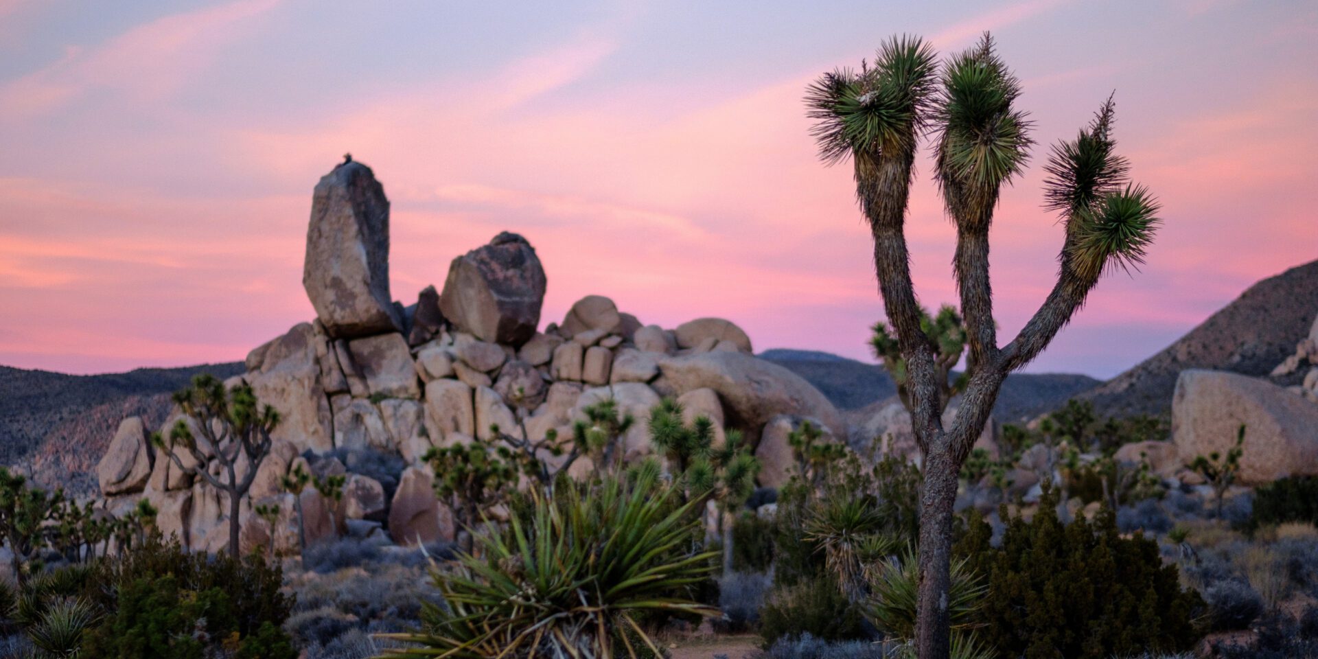 Desert Walk Weekend With Libby DeLana - AutoCamp Joshua Tree