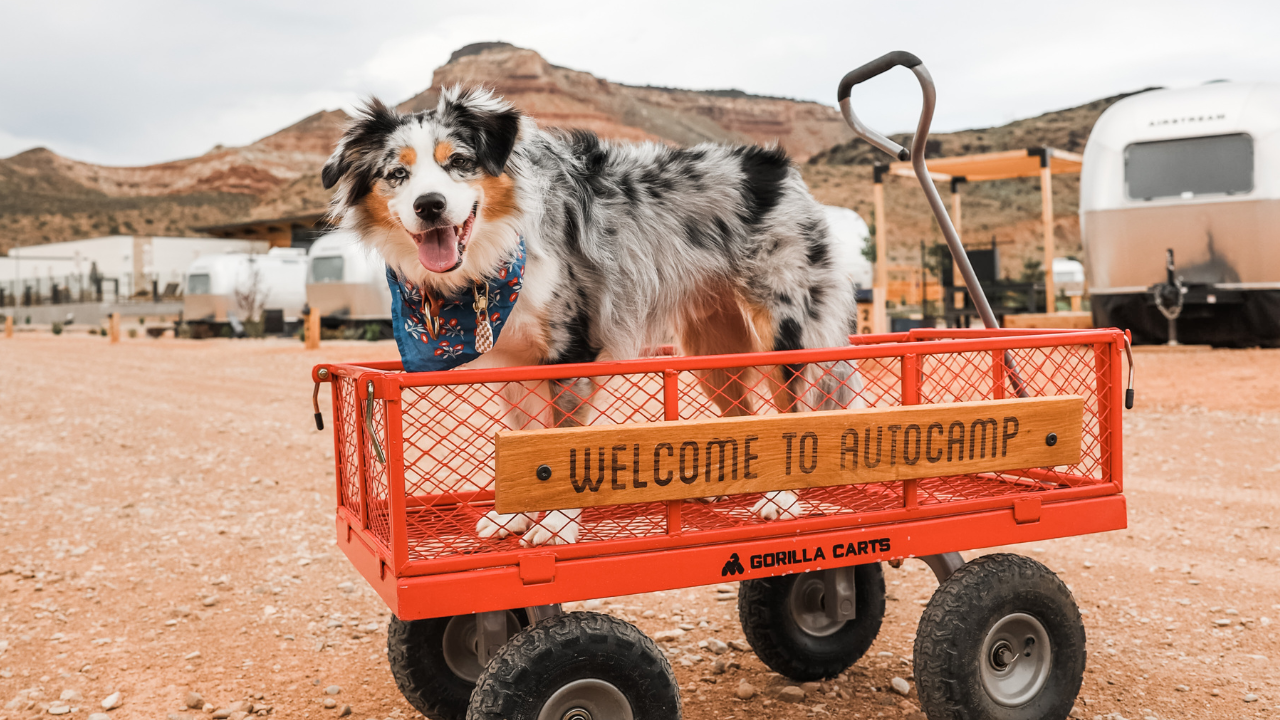 Dog in a wagon outdoors