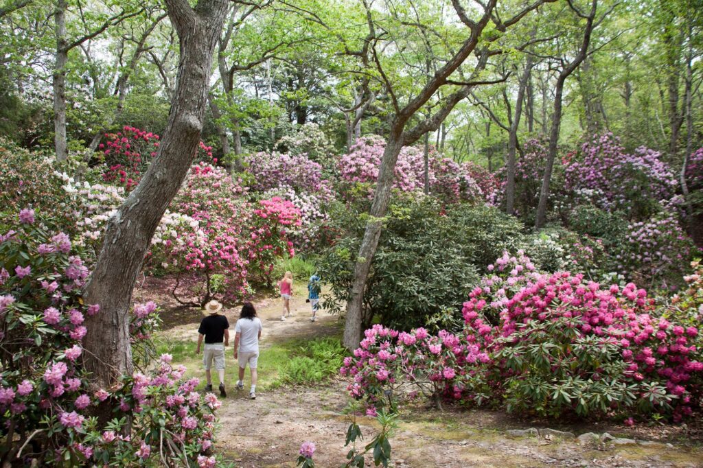 couple walking through gardens