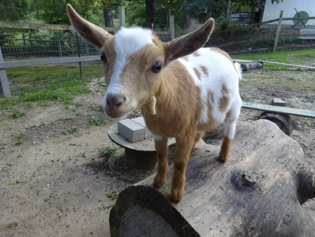 Baby goat at Coonamessett Farm
