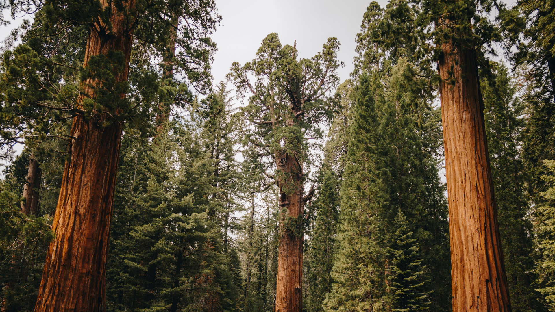 Sequoia Trees