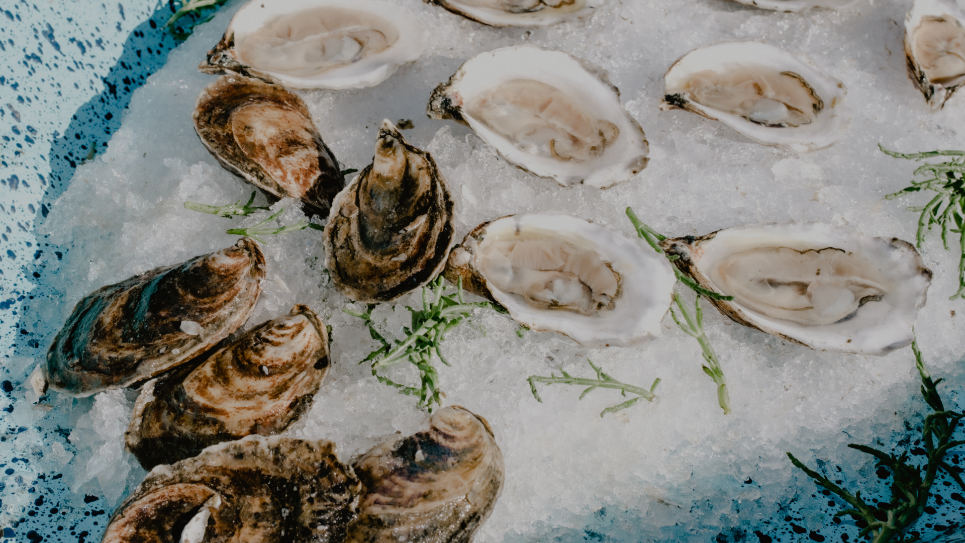 oysters