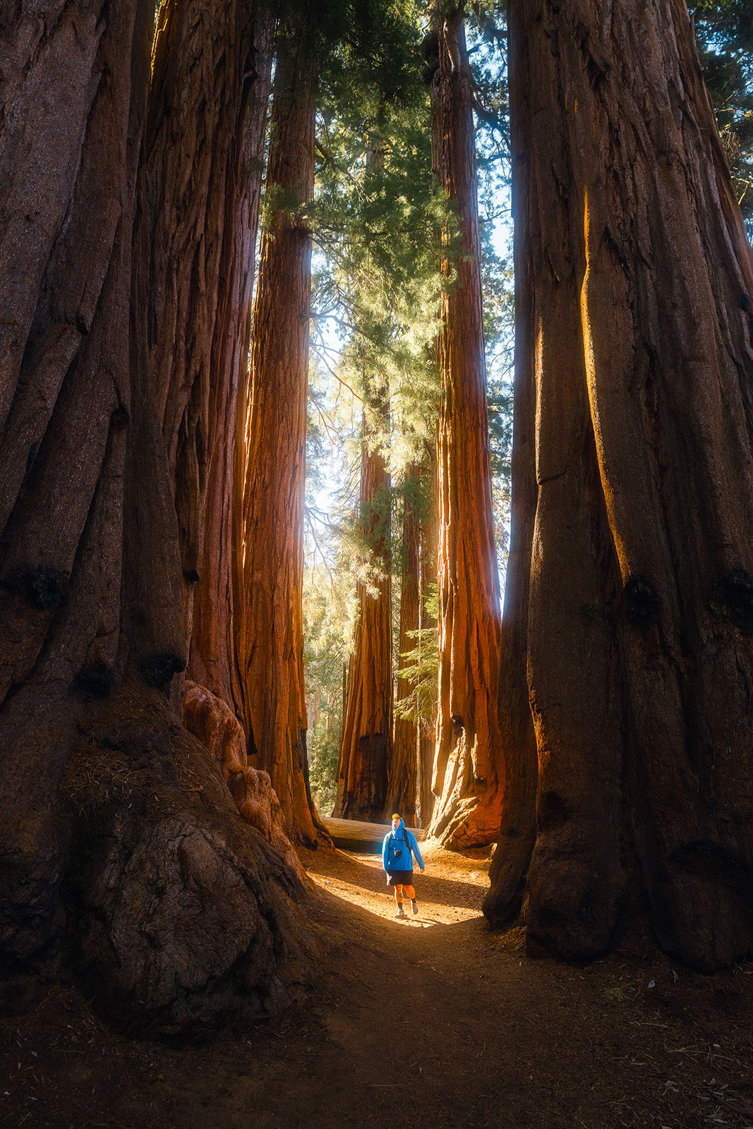 Man standing under sequoia trees
