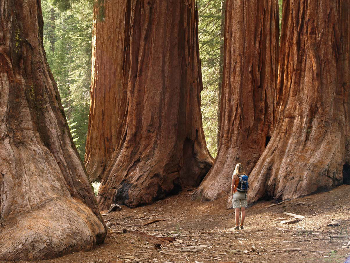 Woman hiker standing under towering redwood trees
