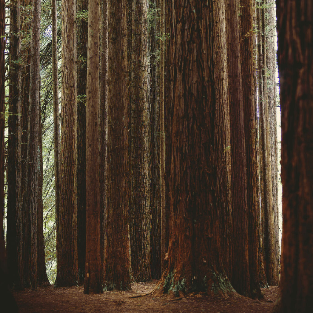 Sonoma redwoods
