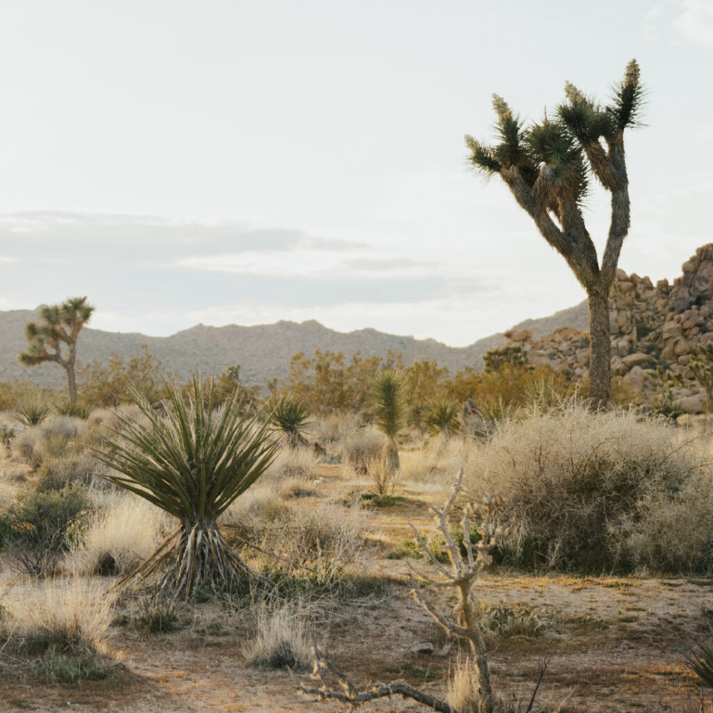 Joshua tree scenery
