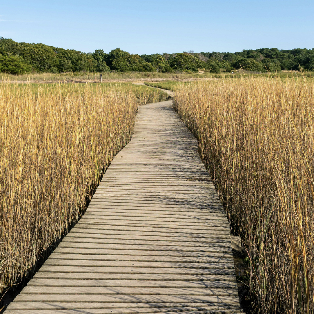Cape Cod walking path
