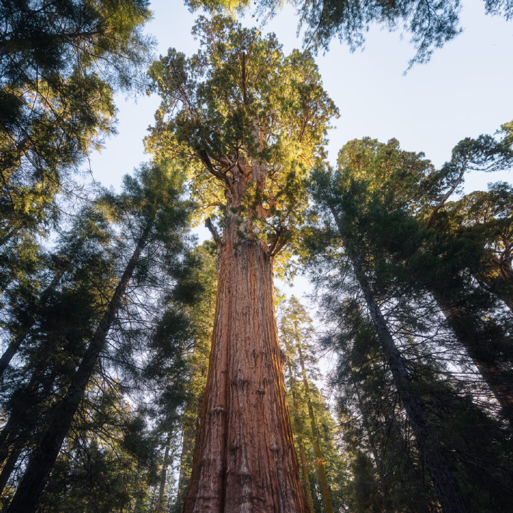 Giant sequoia trees