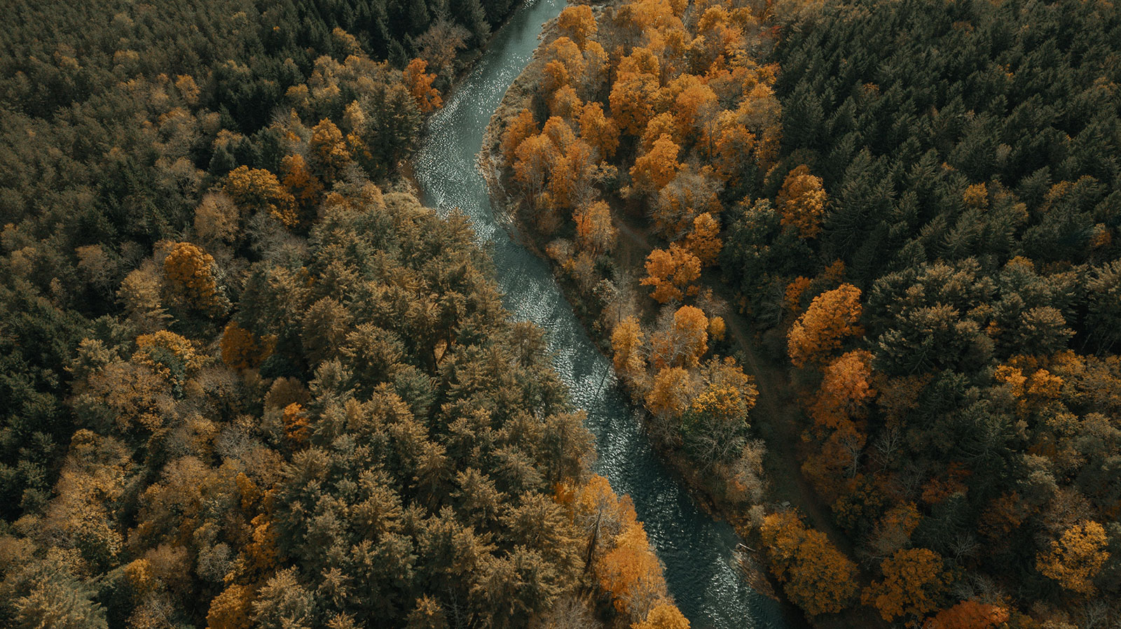 Aerial view of river meandering through trees